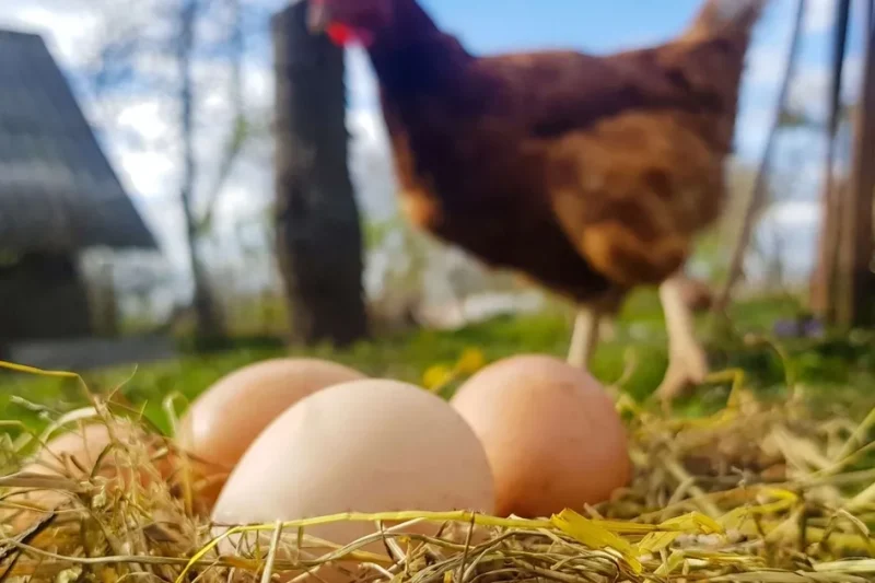 Mart’ta yumurta üretimi düştü!