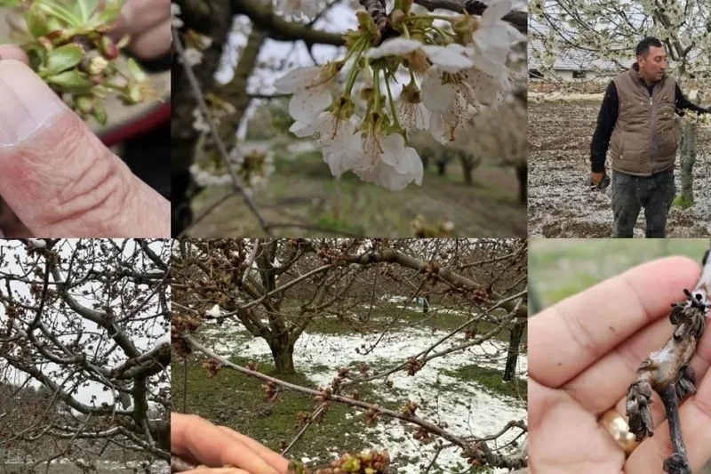 TBMM Zirai Don Araştırma Komisyonu üye seçimi ‘Resmi’leşti
