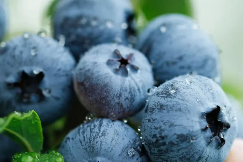 Yaban Mersini üreticileri için Bursa’da tek çatıda… Uludağ Blueberry Birliği kuruldu